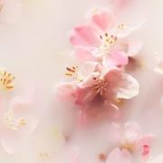 Rituals The Ritual of Sakura Floral Cherry Blossom & Rice Milk Reed Diffuser Refill 500ml