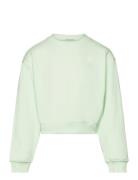 Cropped Printed Sweatshirt Tops Sweatshirts & Hoodies Sweatshirts Green Tom Tailor
