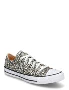 Ctas Ox Black/Coastal Dune/Egret Sport Sport Shoes Sport Sneakers Sport Low Top Sneakers Multi/patterned Converse